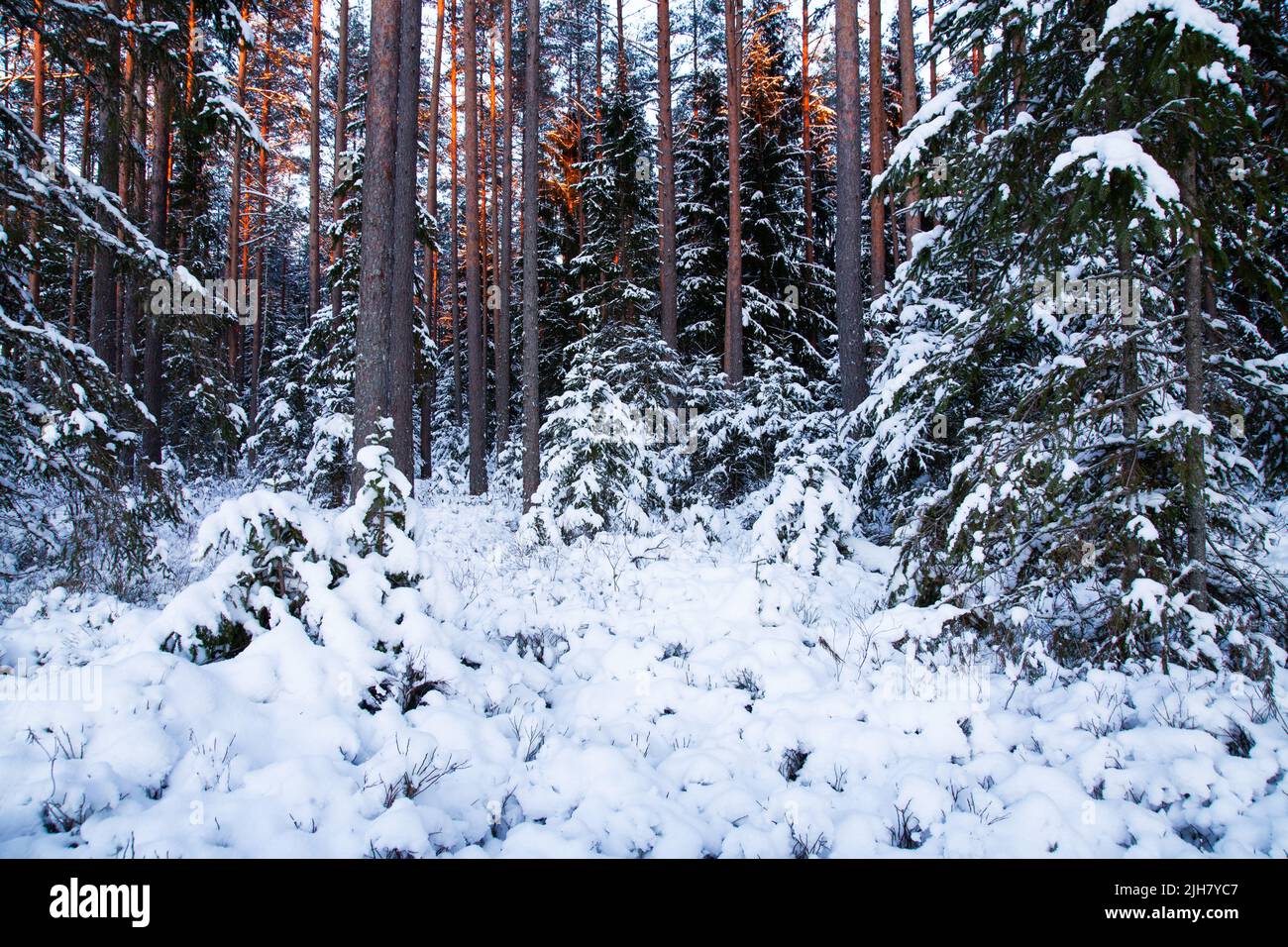 Verschneiter und dunkler Nadelborealwald in Estland an einem kalten Wintertag Stockfoto