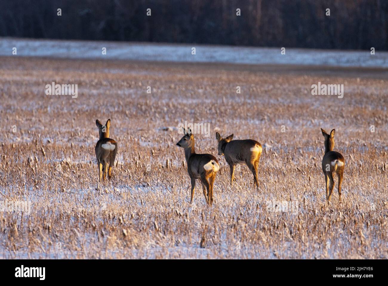 Eine Gruppe von Rothirschen, die während eines winterlichen Sonnenuntergangs in Estland von einem Feld mit Strohhalmen weglaufen. Stockfoto