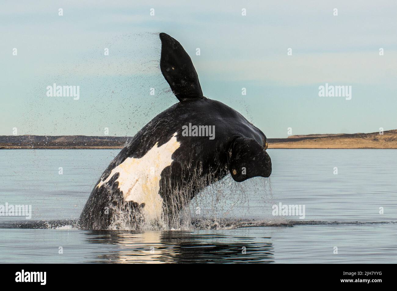 Südlicher rechter Walsprung, Halbinsel Valdes, UNESCO-Weltkulturerbe, Patagonien, Argentinien. Stockfoto