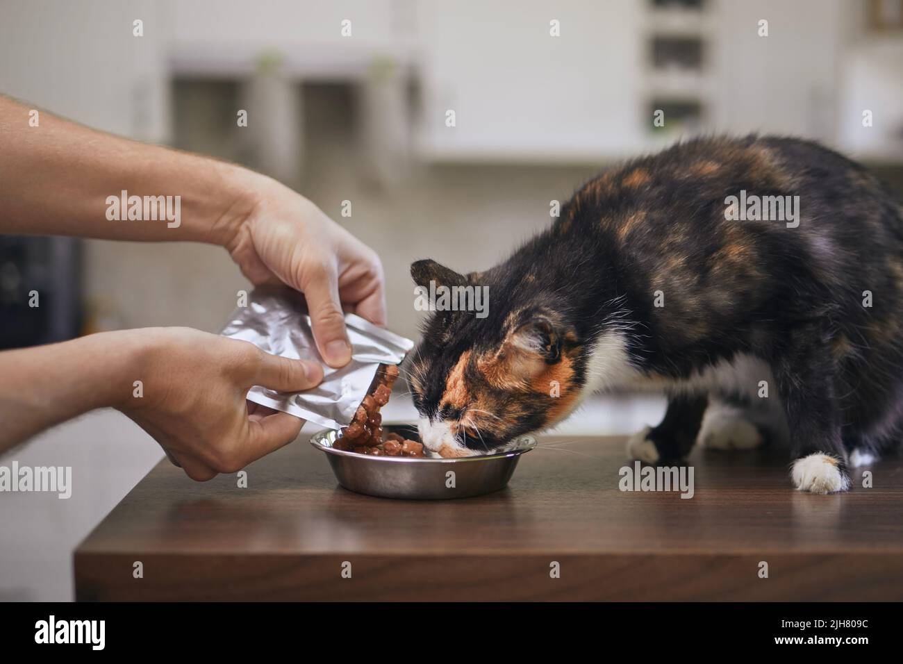 Häusliches Leben mit Haustier. Mann, der seine hungrige Katze zu Hause füttert. Stockfoto