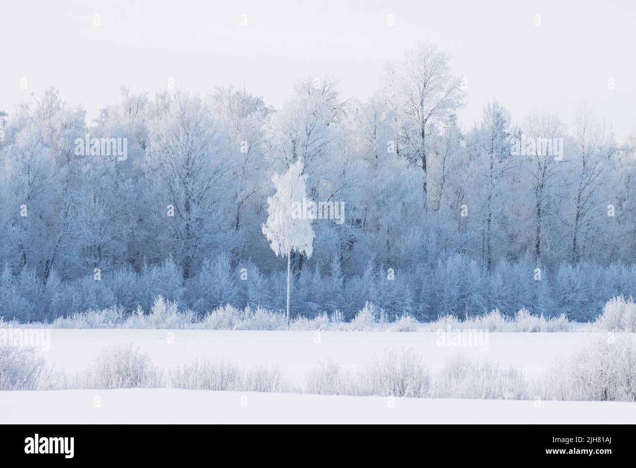 Eine Birke inmitten einer frostigen Landschaft in Estland, Nordeuropa Stockfoto Eine Birke inmitten einer frostigen Landschaft in Estland, Nordeuropa Stockfoto