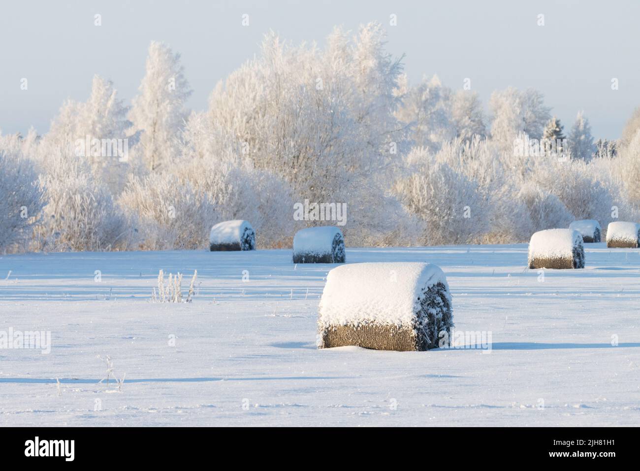 Viele schneebedeckte Heuballen auf einem Feld während eines knusprigen kalten Winterabends in Estland, Nordeuropa Stockfoto