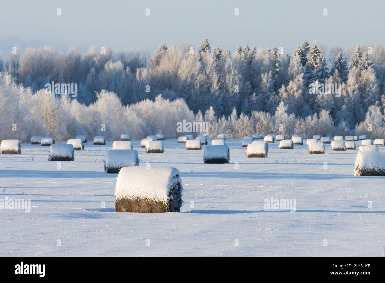 Viele schneebedeckte Heuballen auf einem Feld während eines knusprigen kalten Winterabends in Estland, Nordeuropa Stockfoto