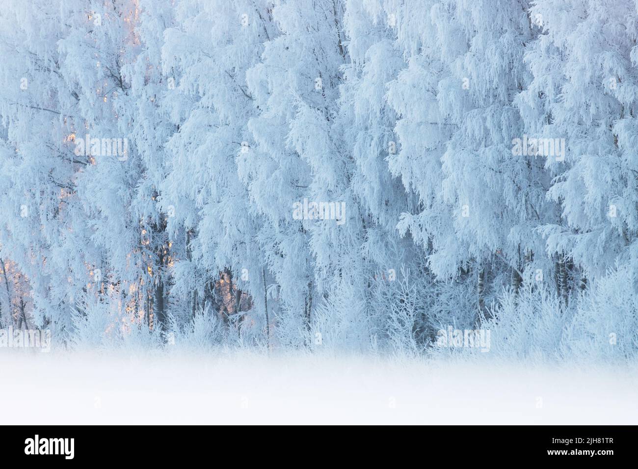 Atemberaubende frostbedeckte Mischwälder in Estland an einem kalten Wintertag Stockfoto