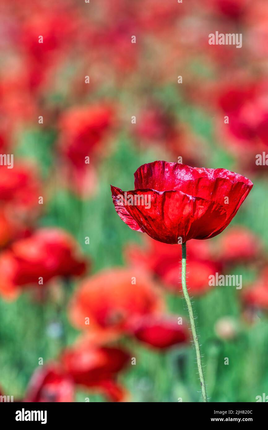 Nahaufnahme einer roten Mohnblume. Stockfoto