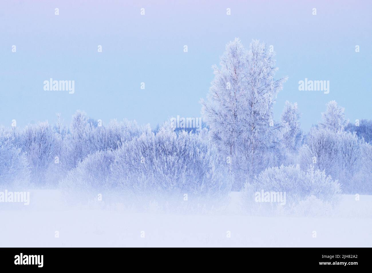 Weiden und Birken an einem wirklich kalten Winterabend mit Nebel und Frost in Estland, Nordeuropa Stockfoto
