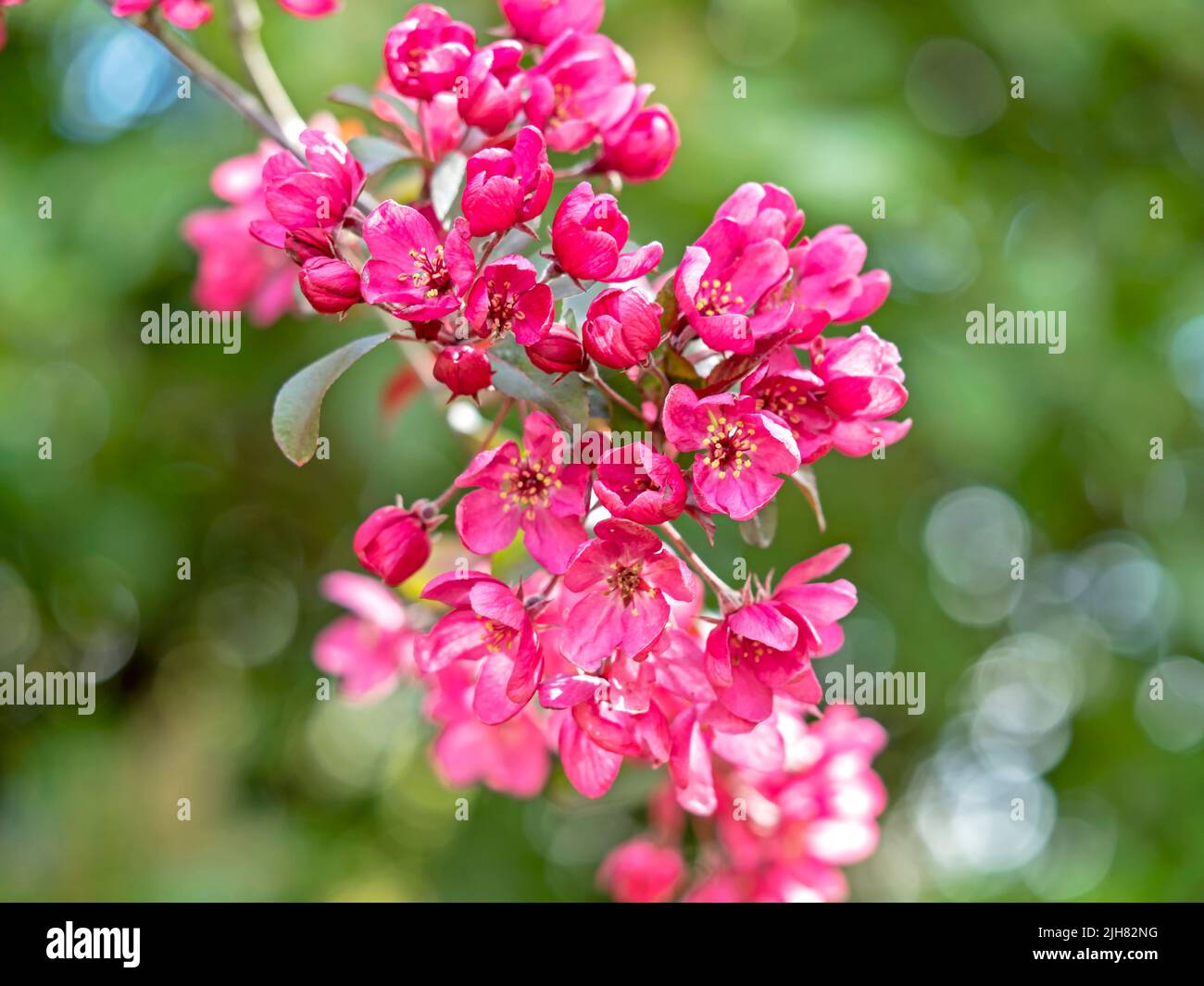 Schöne dunkelrosa Krabbenapfelblüte Stockfoto