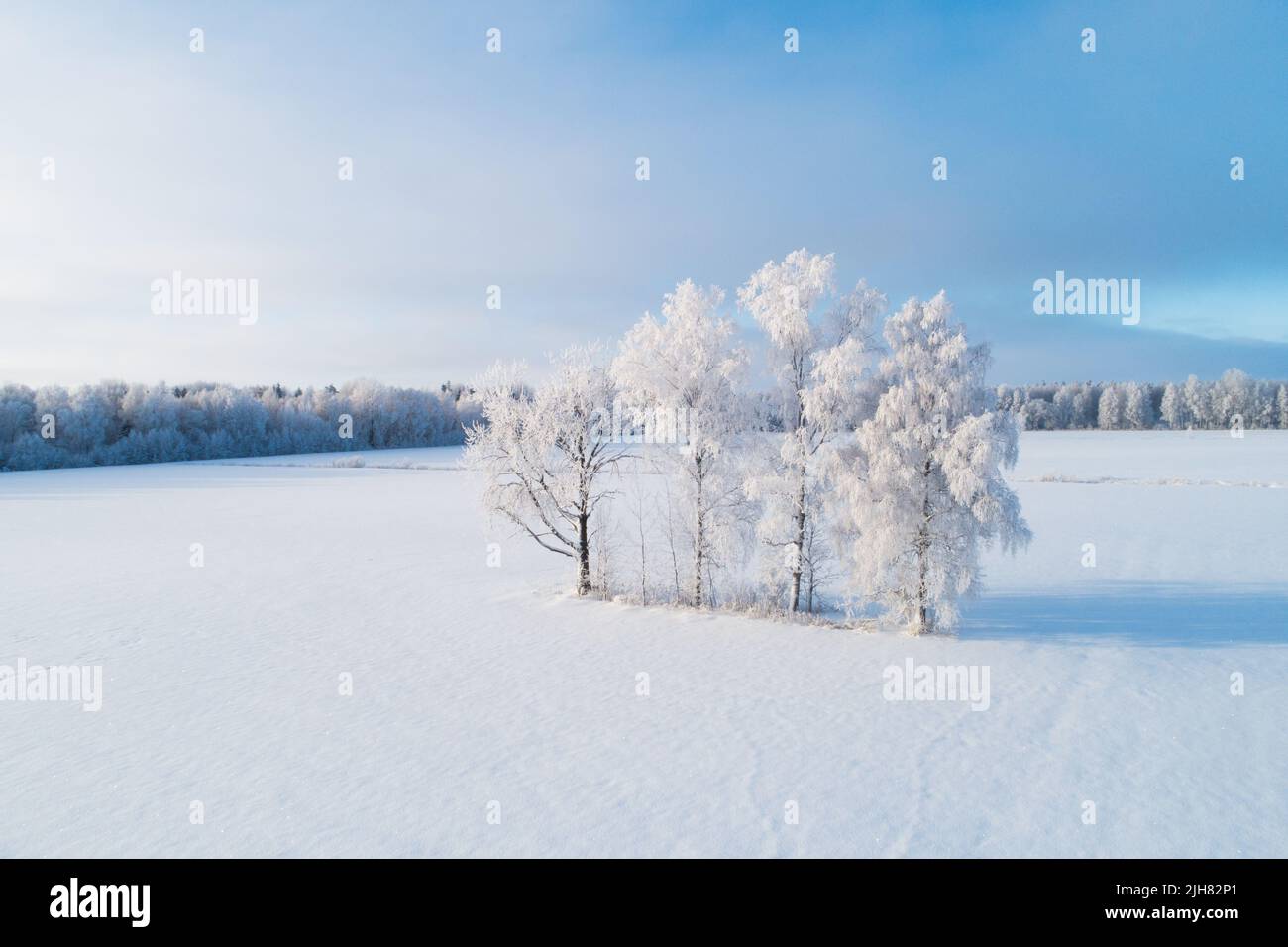 Eine Gruppe eisiger Bäume an einem eiskalten Tag in einem Winterwunderland in Estland, Nordeuropa. Stockfoto