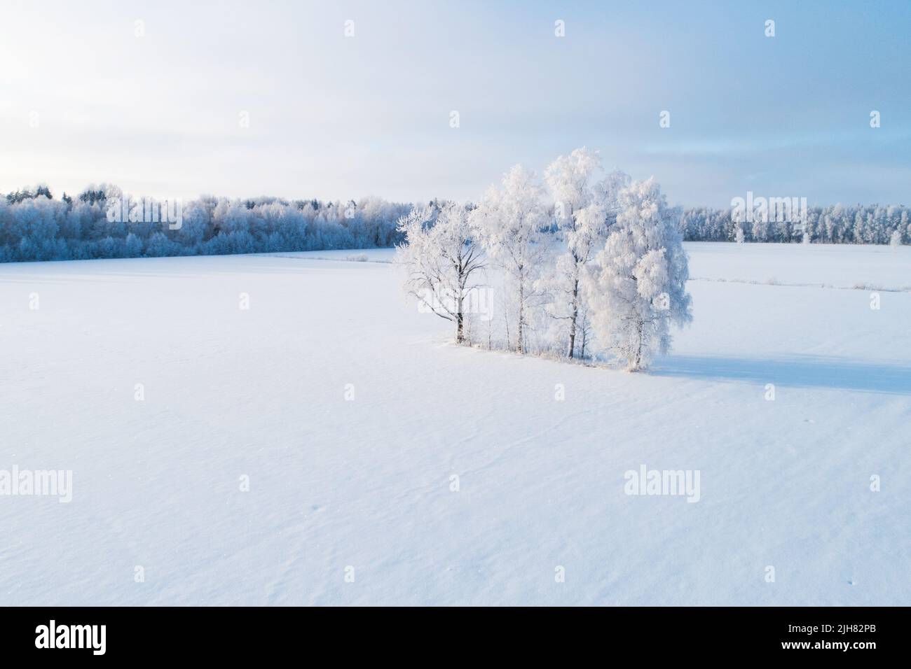 Eine Gruppe eisiger Bäume an einem eiskalten Tag in einem Winterwunderland in Estland, Nordeuropa. Stockfoto