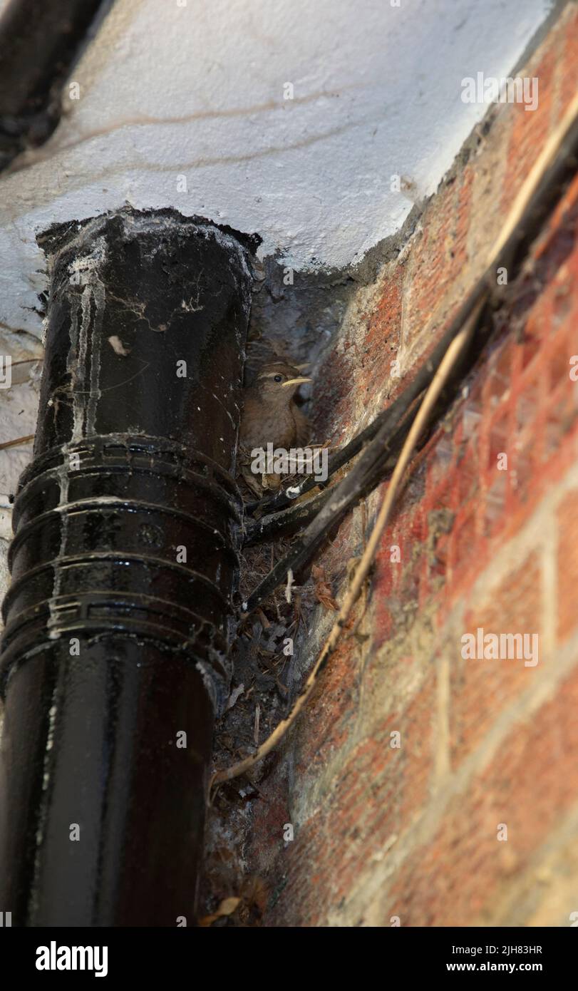 Eurasian Wren, Jungling in Nest gebaut hinter Wasserrohr auf Gebäude, Troglodytes troglodytes, London, Großbritannien, Britische Inseln Stockfoto