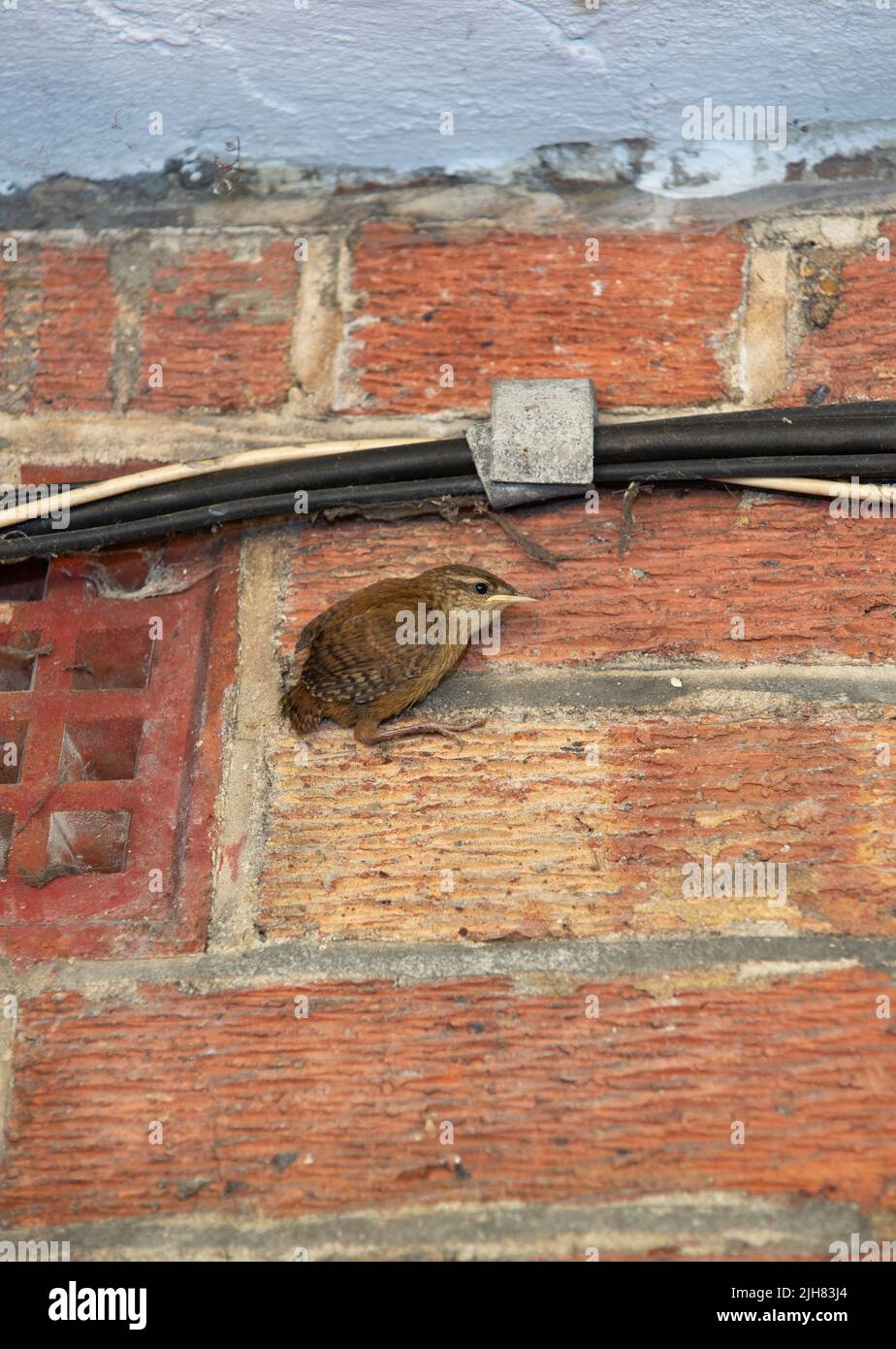 Eurasian Wren, ein junger Vogel, der gerade flügge wurde und hinter einem Rohr am Gebäude, Troglodytes troglodytes, London, Großbritannien, Britische Inseln, gebaut wurde Stockfoto