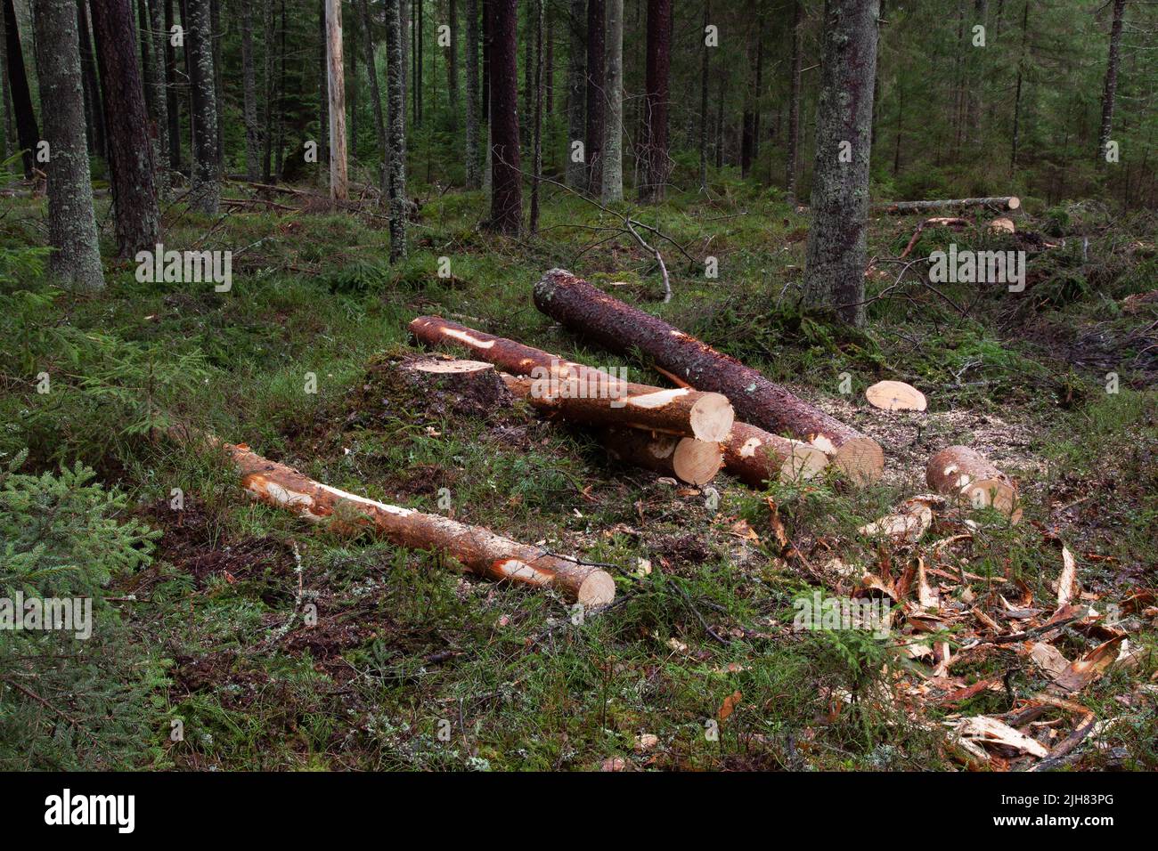 Frisch geschnittene Stämme aus Kiefernholz und Fichtenholz auf einem Waldboden in estnischem borealen Wald, Nordeuropa Stockfoto