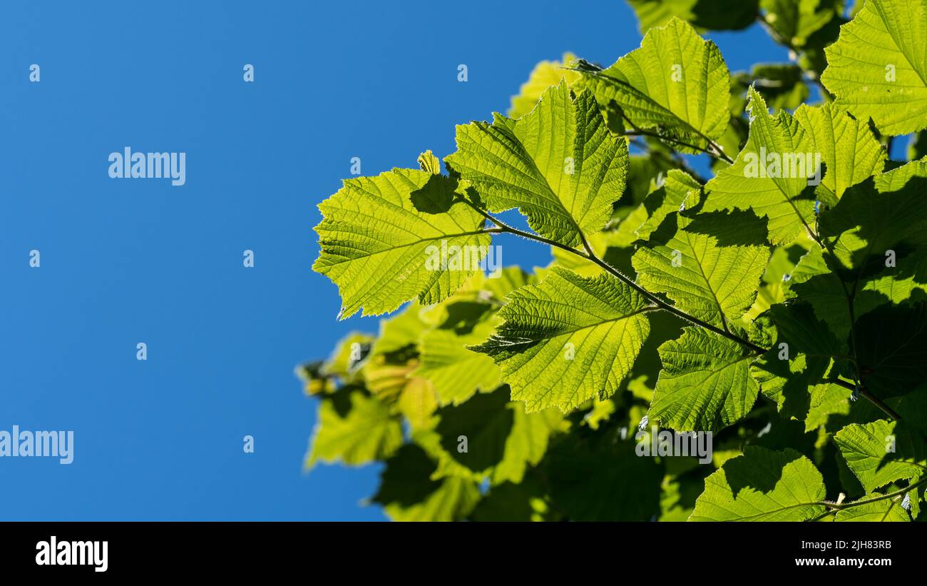 Eine Aufnahme des Sonnenlichts, das durch die Blätter eines Korkenzieherhaselbaums spielt. Stockfoto