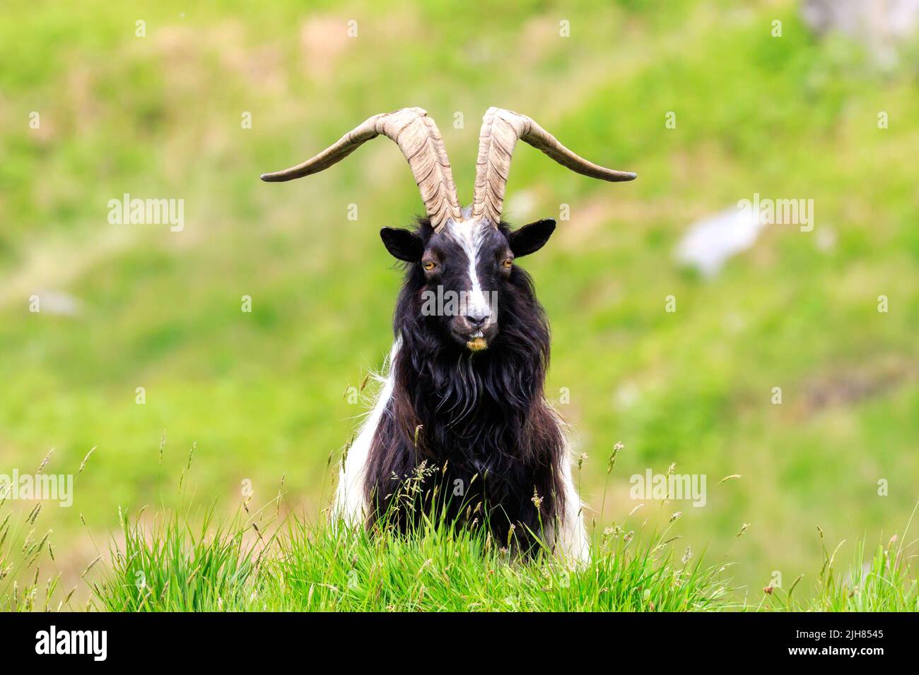 Nahaufnahme einer wilden Ziege, die hinter einem Gaserhügel die Kamera anschaut Stockfoto