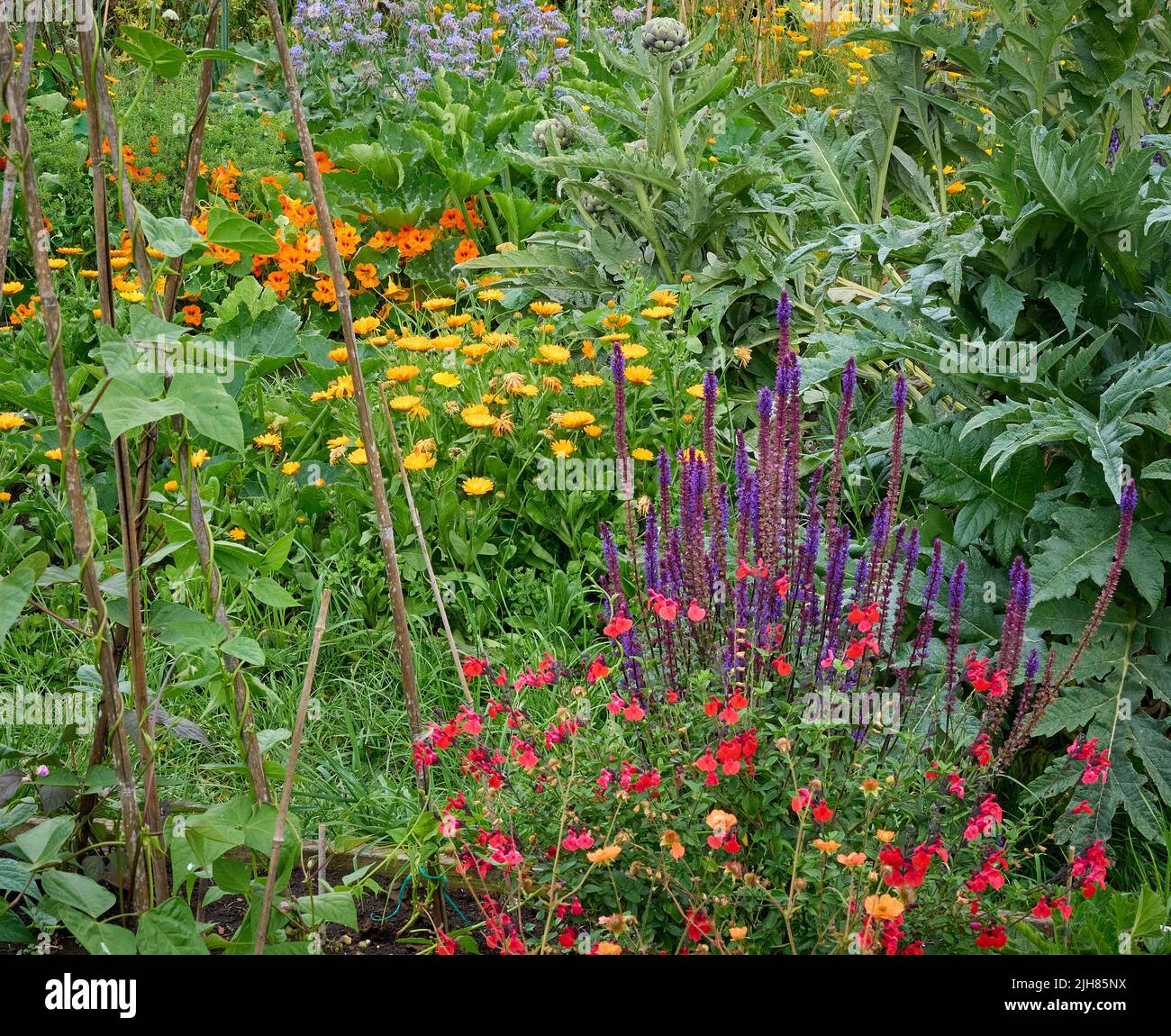 Farbenfrohe Ecke eines Somerset-Küchengartens, in dem Gemüsekräuter und Blumen nebeneinander existieren, um die Artenvielfalt zu erhöhen und Bestäuber zu ermutigen Stockfoto