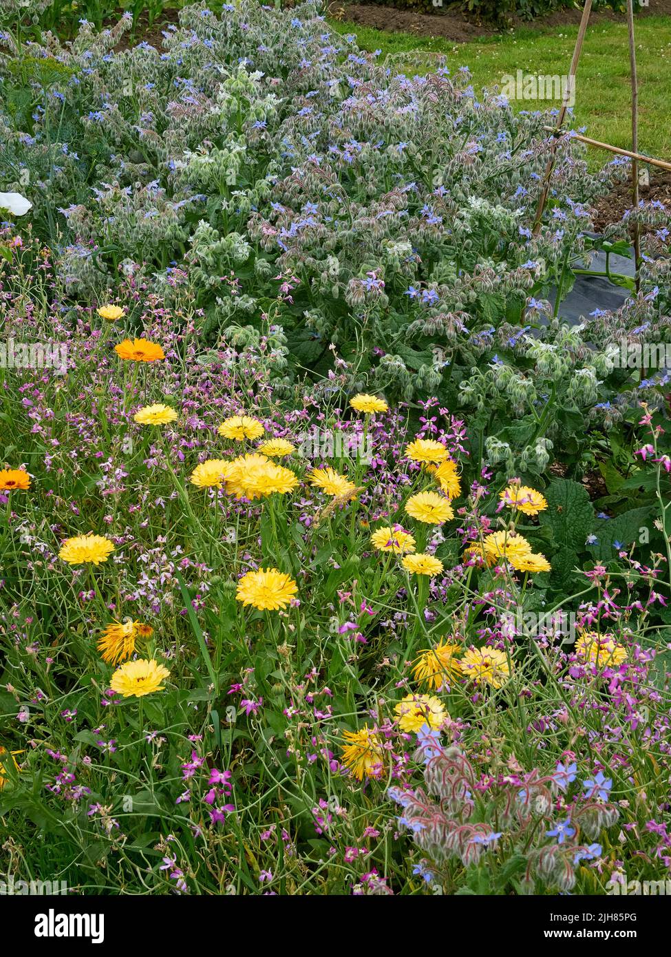 Farbenfrohe Ecke eines Somerset-Küchengartens, in dem Gemüsekräuter und Blumen nebeneinander existieren, um die Artenvielfalt zu erhöhen und Bestäuber zu ermutigen Stockfoto