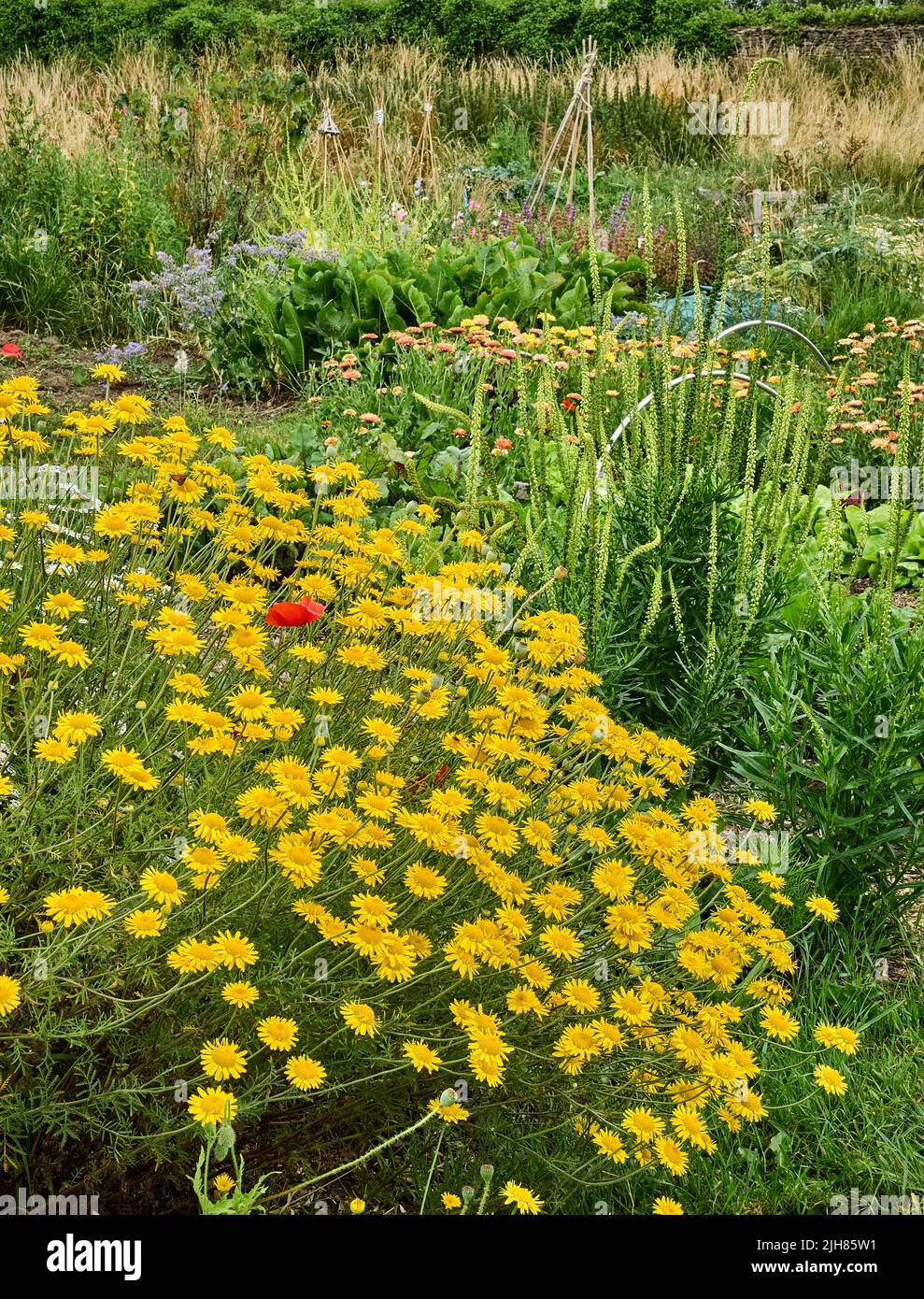 Farbenfrohe Ecke eines Somerset-Küchengartens, in dem Gemüsekräuter und Blumen nebeneinander existieren, um die Artenvielfalt zu erhöhen und Bestäuber zu ermutigen Stockfoto