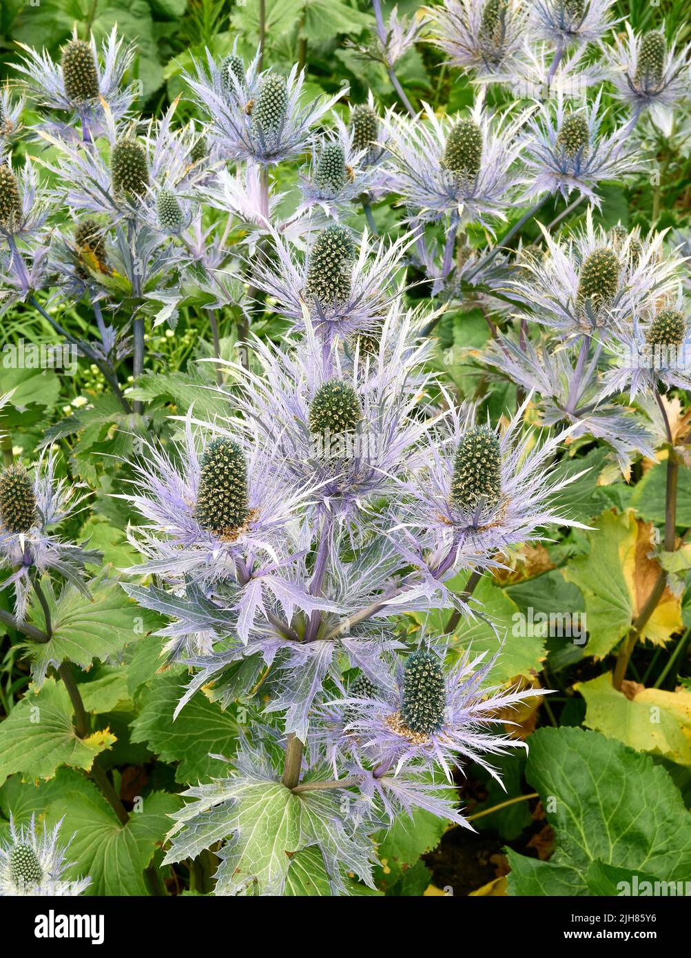 Eryngium alpinum Blumen in der krautige Staude Grenzen eines englischen Country Garden in Somerset UK Stockfoto