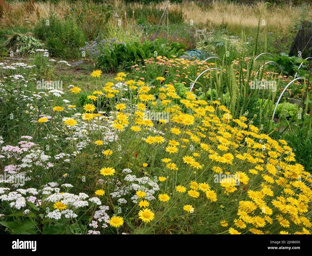 Farbenfrohe Ecke eines Somerset-Küchengartens, in dem Gemüsekräuter und Blumen nebeneinander existieren, um die Artenvielfalt zu erhöhen und Bestäuber zu ermutigen Stockfoto