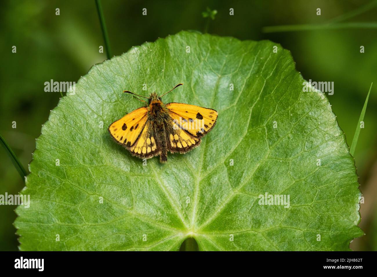 Kleiner nordamerikanischer Kapitän, Carterocephalus silvicola, der auf einem üppigen Blatt in Estland ruht Stockfoto