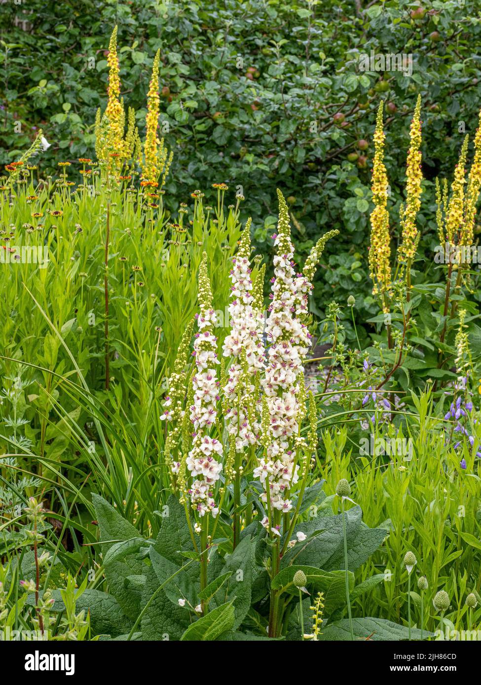 In einem englischen Landgarten blühen mehrjährige, gelbe und weiße Fuchshandschuppen Stockfoto
