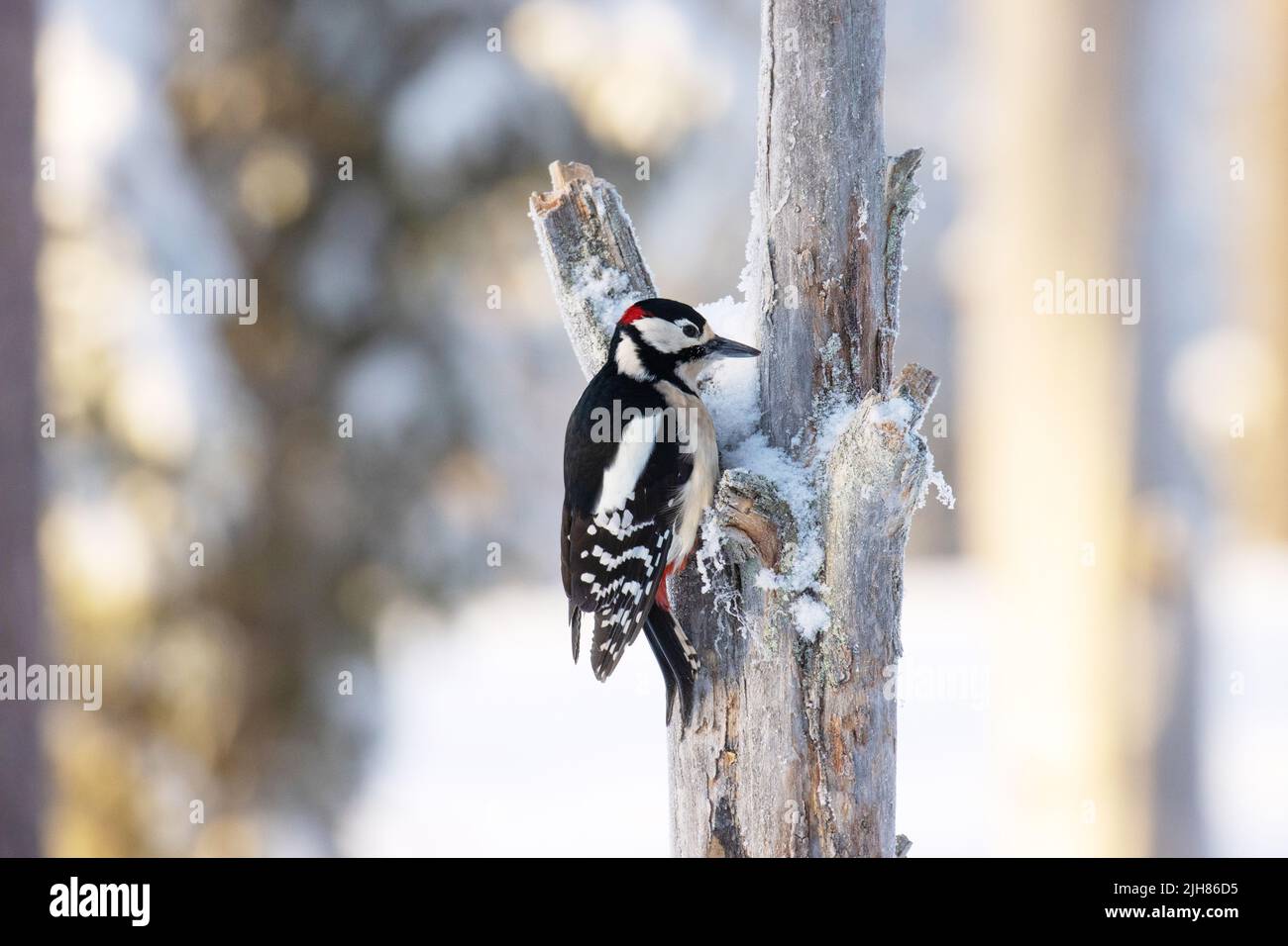 Großer gefleckter Specht, Dendrocopos Major auf einem alten Nadelbaum im finnischen Taigawald in der Nähe von Kuusamo Stockfoto