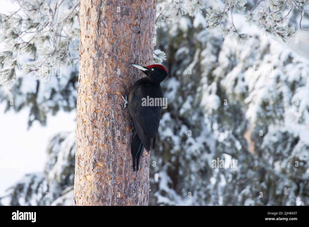 Schwarzer Specht, Dryocopus martius auf einem Tannenstamm in Nordfinnland. Stockfoto