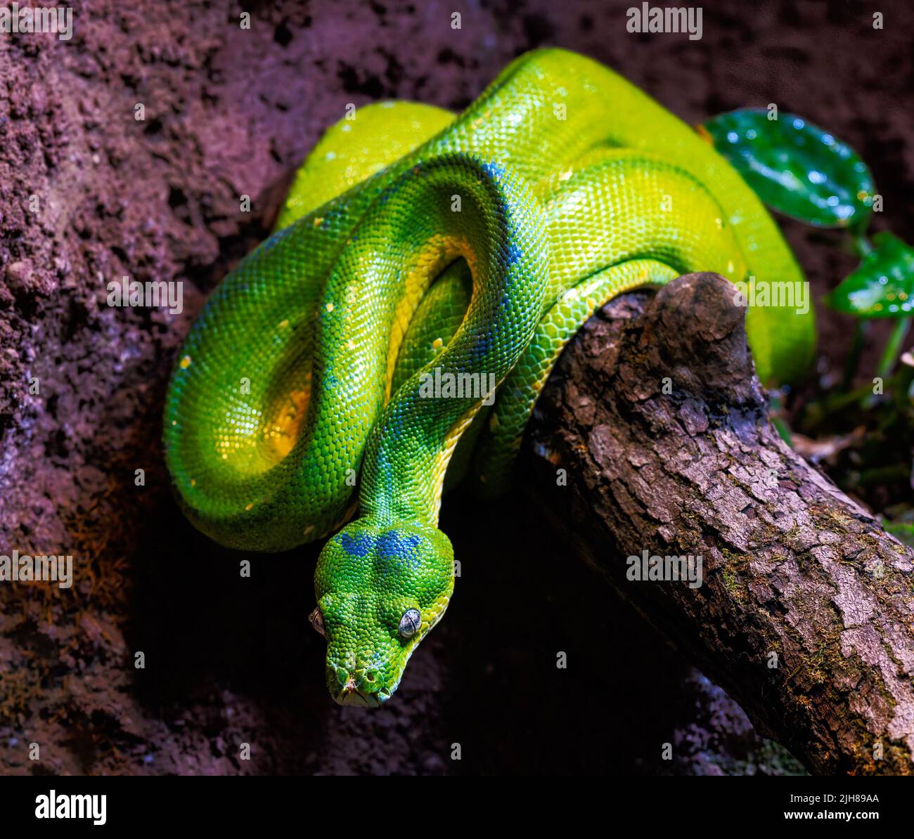 Nahaufnahme einer grünen Pythonschlange Stockfoto