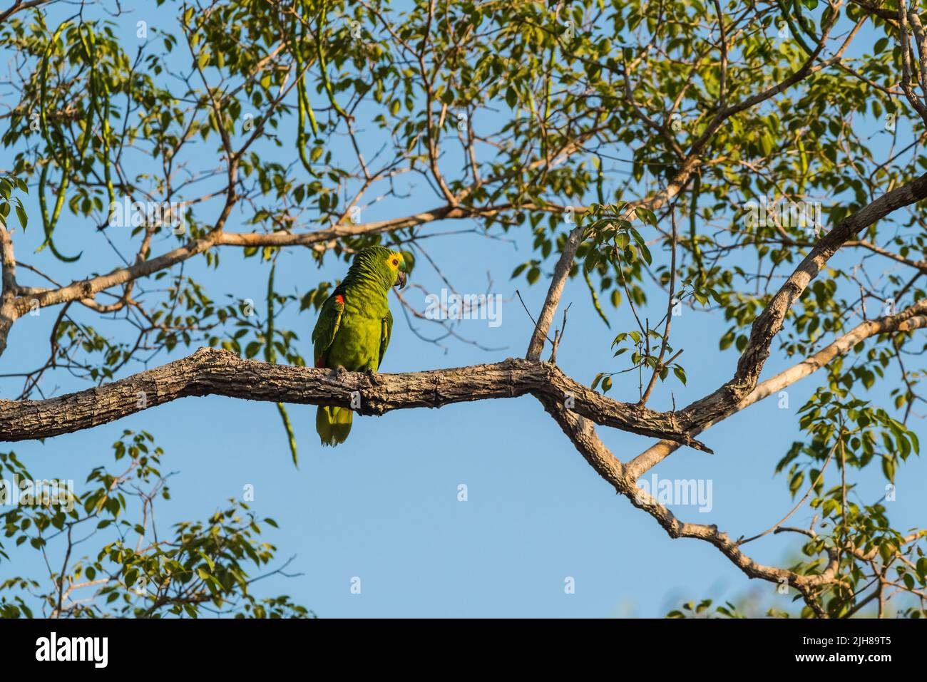 Blauer amazonas, in Amazonas Dschungelumgebung, Brasilien Stockfoto