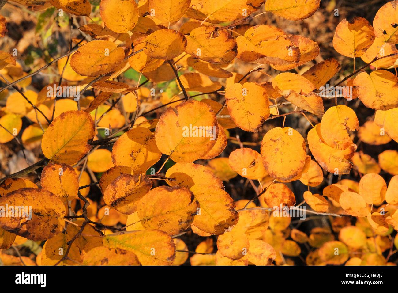 Gelbe Herbstblätter im malerischen Herbst. Bäume in der Stadt. Sonniger Tag, warmes Wetter. Stockfoto