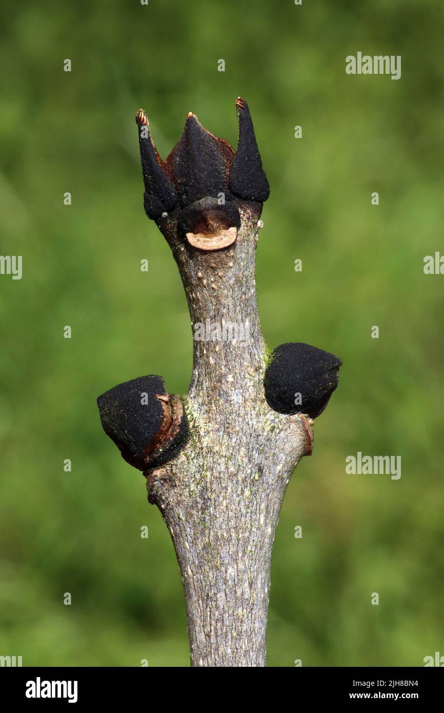 Europäische Esche Fraxinus excelsior - schwarze Knospen Stockfoto