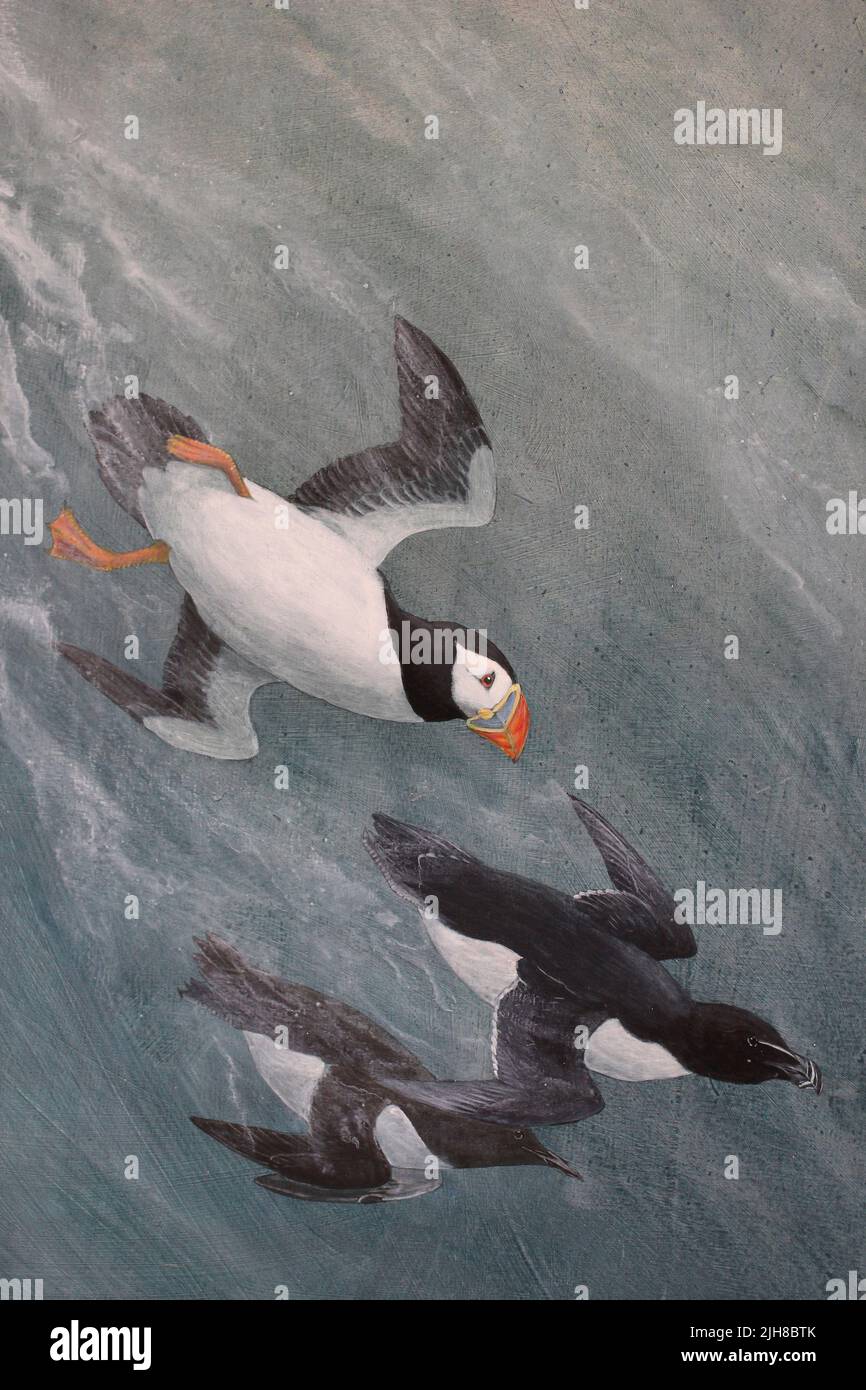 Seabird Art - Papageientaucher, Razorbill, Guillemot Stockfoto
