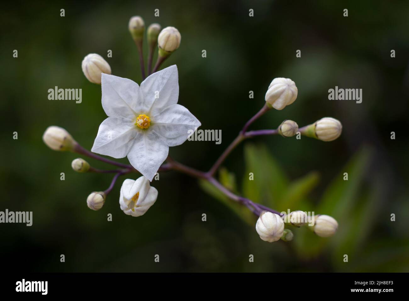 Weiße fünfzackige Stern-Jasminblume auf grünem Hintergrund Stockfoto