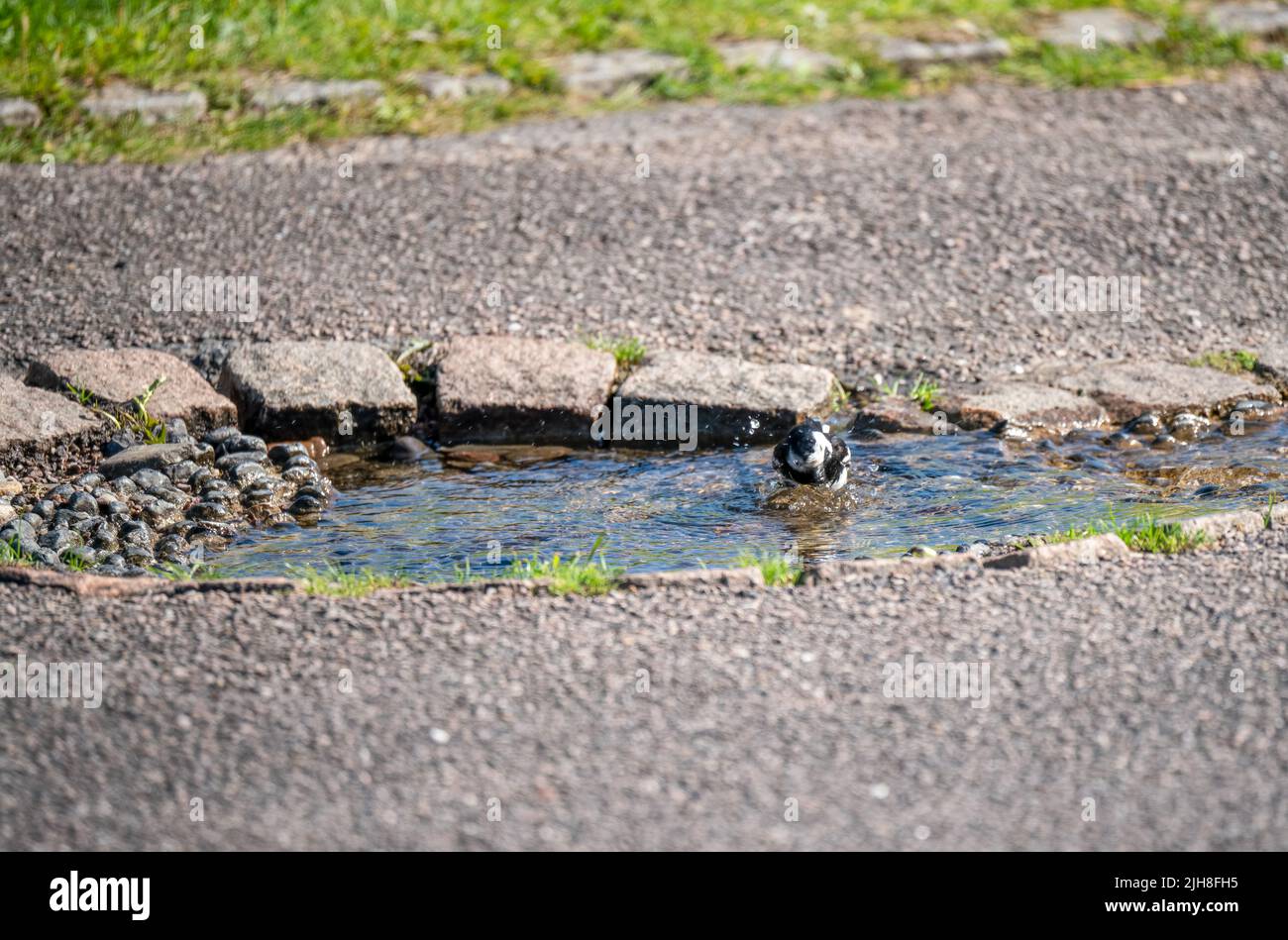 Nahaufnahme eines Rattenschwanzes (Motacilla alba), der in einem künstlichen Kieselbach baden kann Stockfoto