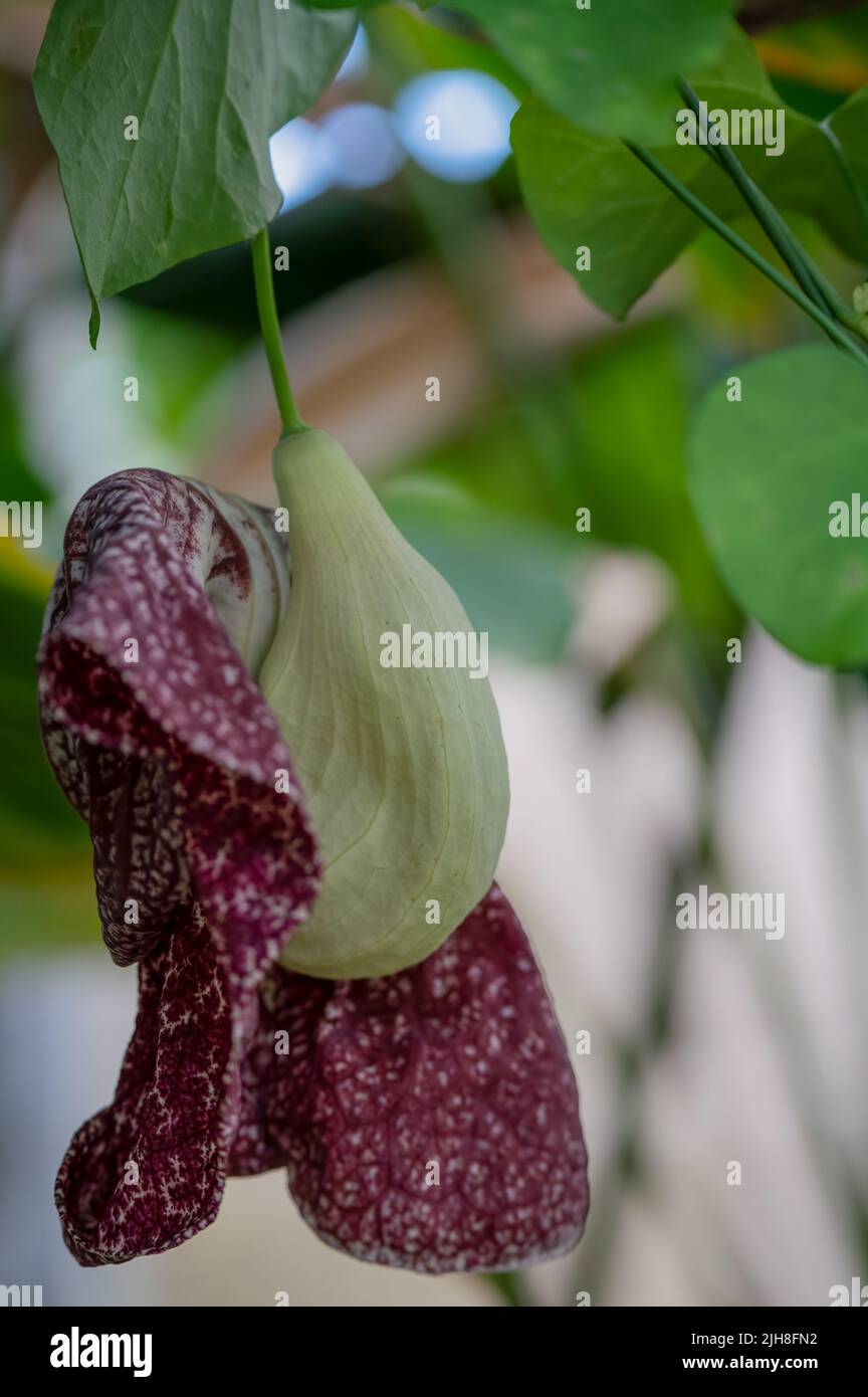 Detaillierte Nahaufnahme eines Alpinia hainanensis Stockfoto