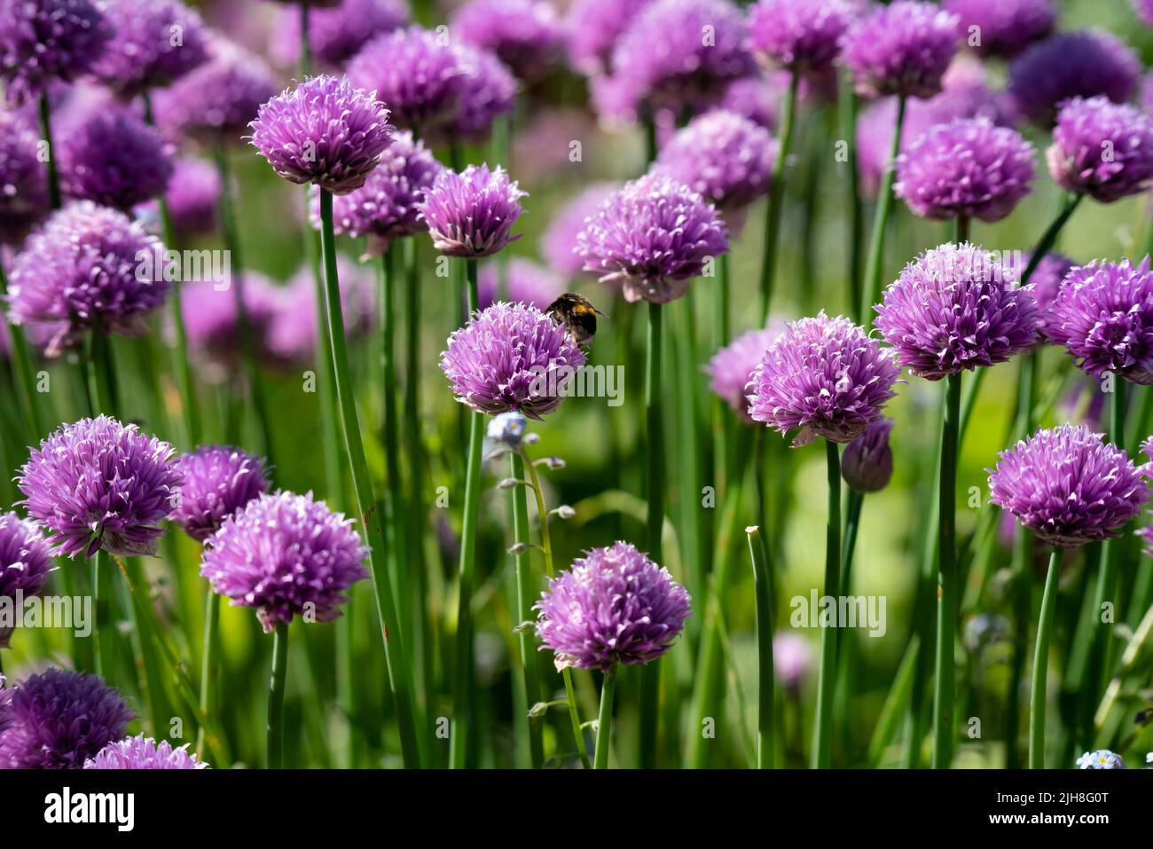 Detaillierte Nahaufnahme von Zwiebelchlauch Stockfoto