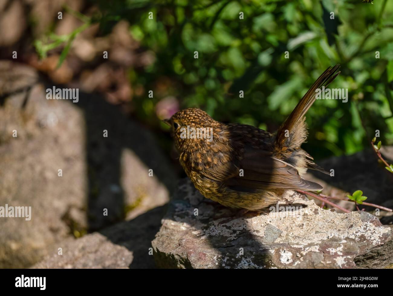 Detaillierte Nahaufnahme eines Alpinia hainanensis Stockfoto
