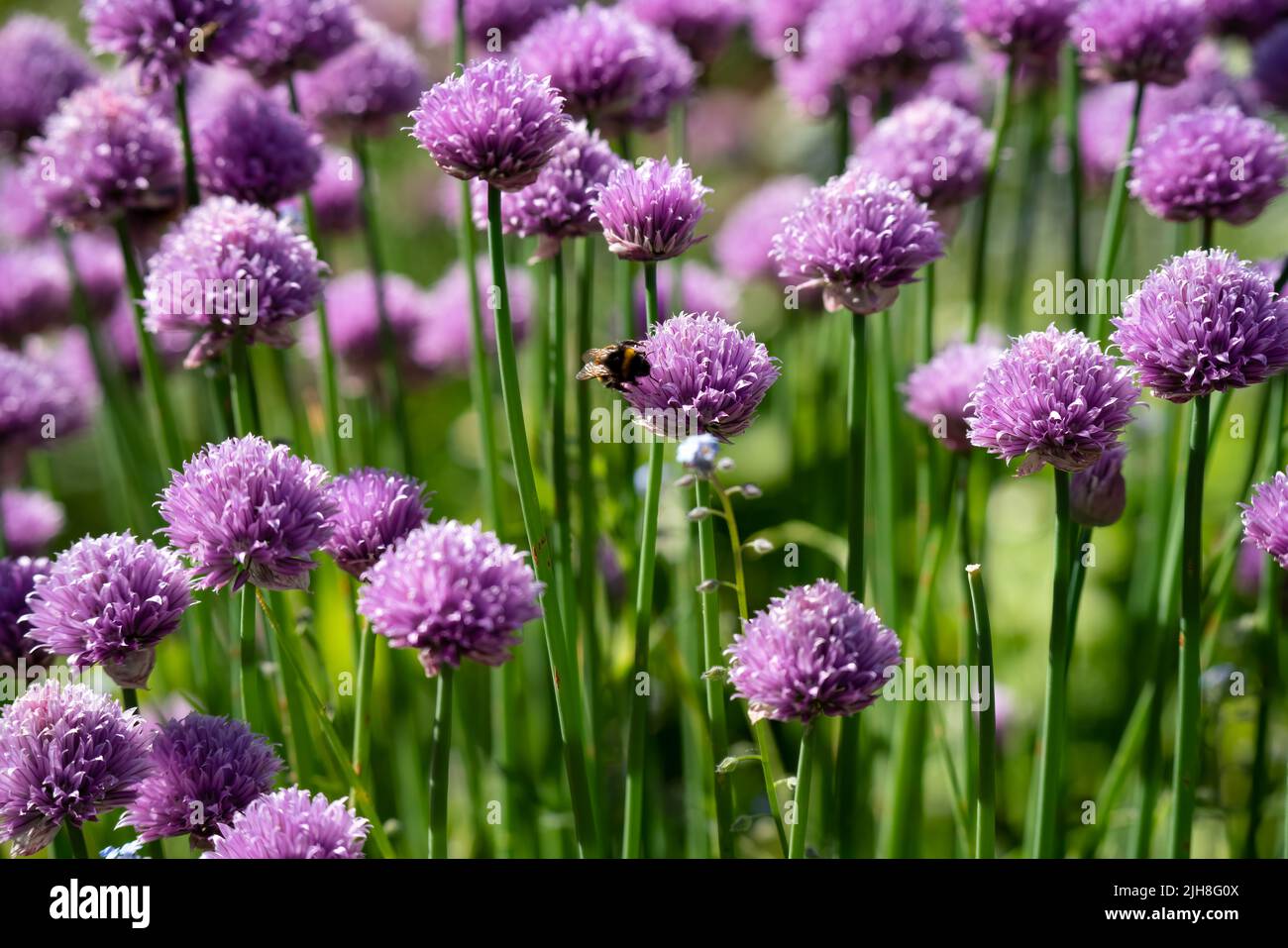 Detaillierte Nahaufnahme von Zwiebelchlauch Stockfoto