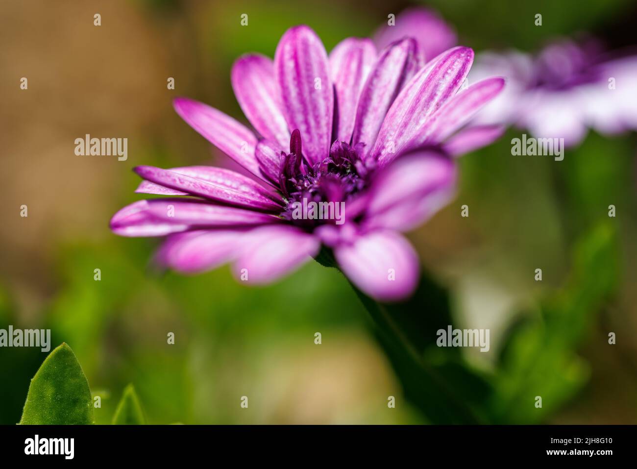 Eine selektive Fokusaufnahme von violettem osteospermum Stockfoto