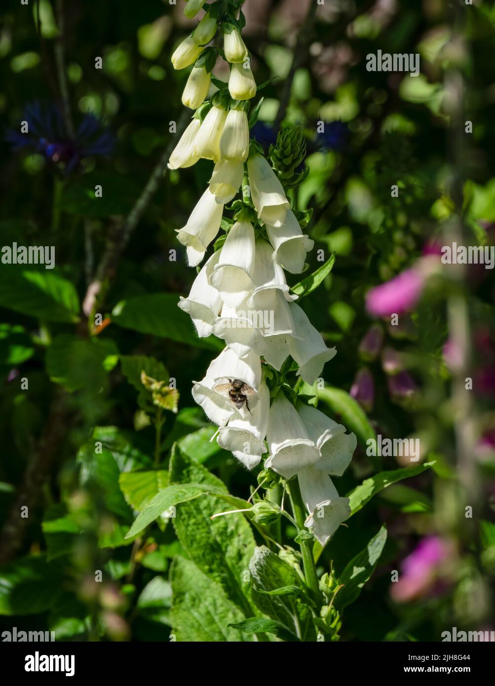 Detaillierte Nahaufnahme von weißen Füchshandschuhen Stockfoto