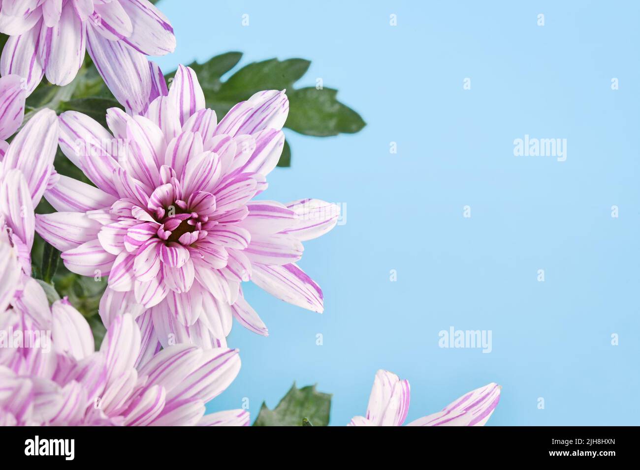 Chrysantheme Blume auf der Seite des blauen Hintergrund mit Kopierraum Stockfoto