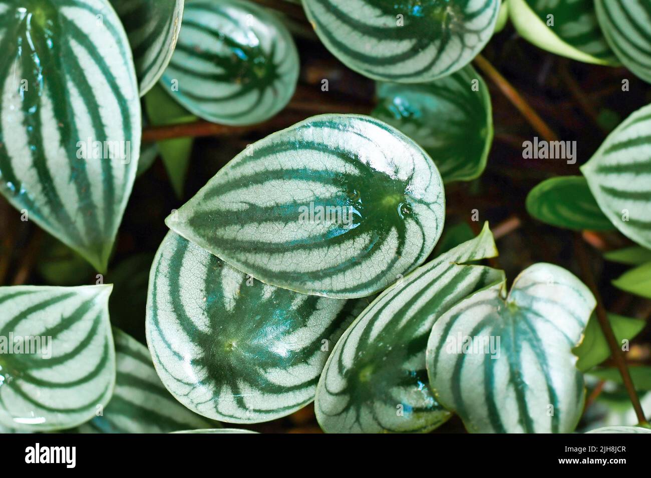 Kleine Pflanze 'Peperomia Argyreia' mit silbernen Streifen auf Blättern Stockfoto