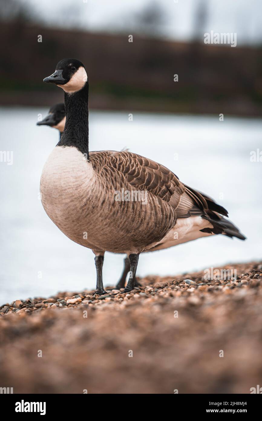 Eine vertikale Aufnahme von Kanadagänsen, die auf Kieselsteinen stehen, mit einem Meer im Hintergrund Stockfoto