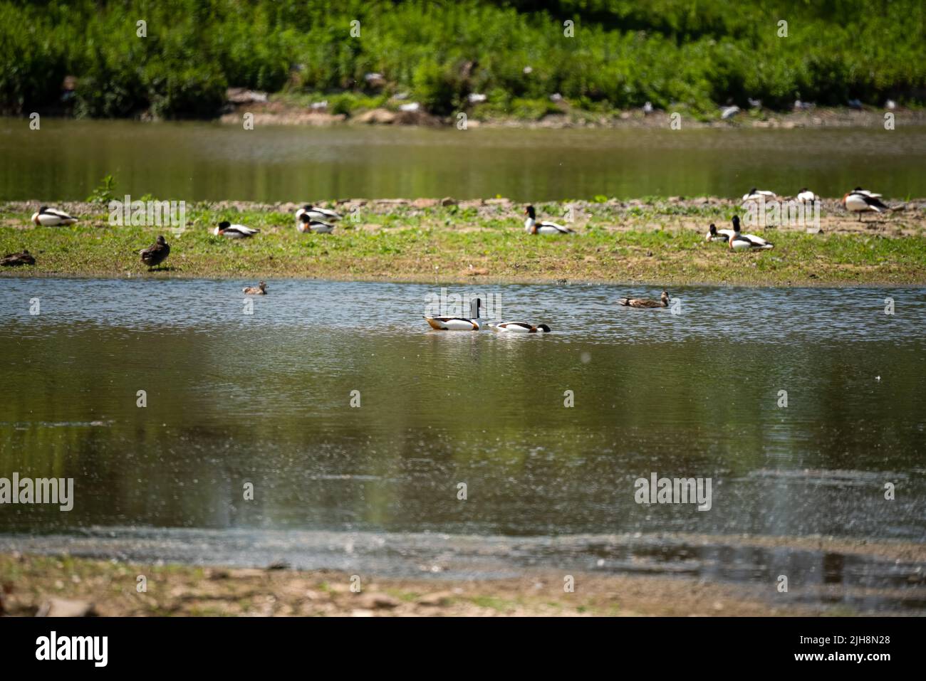 Wasservögel, Enten, Gänse, Schwäne und Möwen auf einer heiligtum Seeinsel Stockfoto