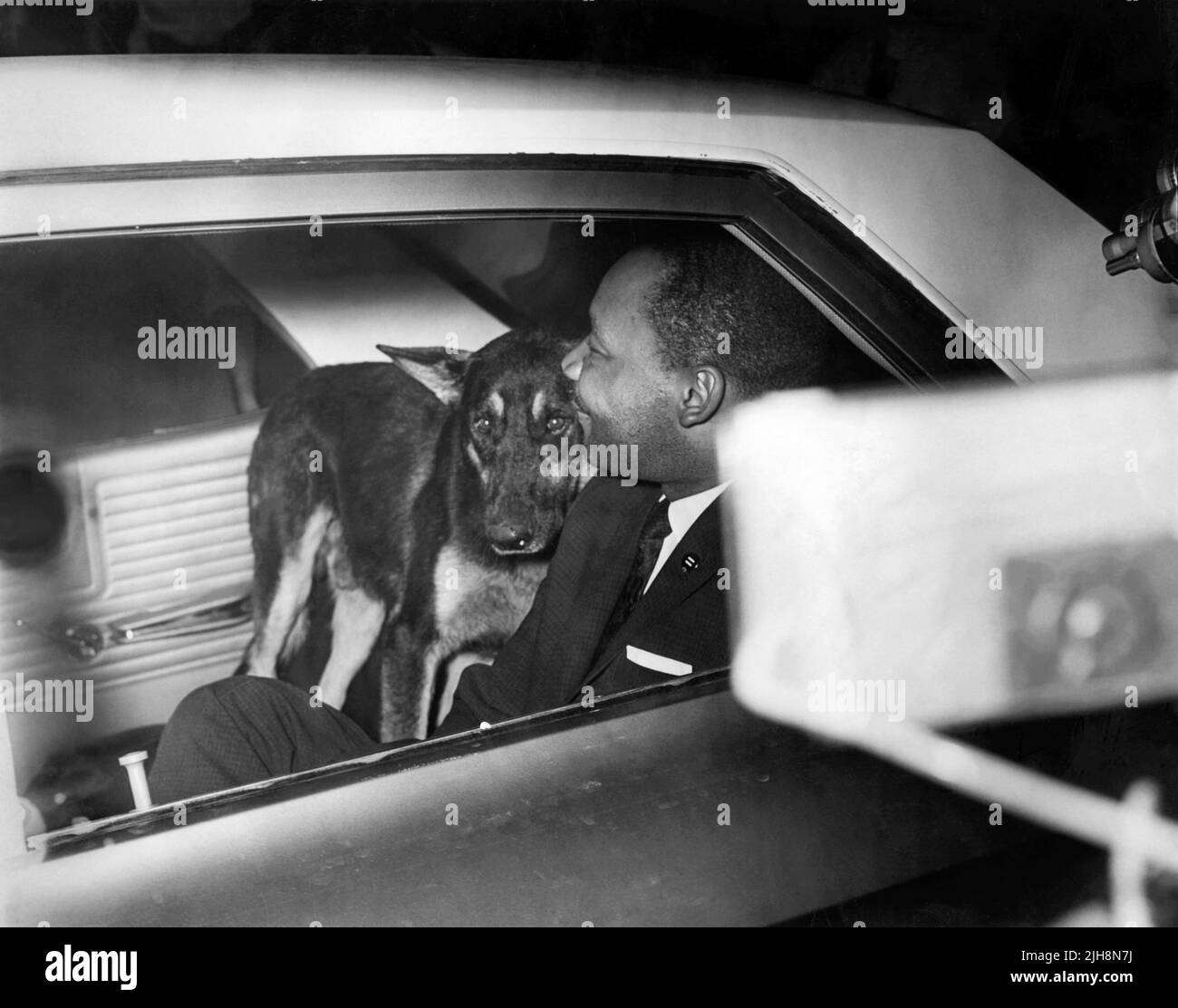 Martin Luther King wird mit einem Polizeihund auf der Rückseite eines Florida Highway Patrol Autos von der St. Johns County Grand Jury am 12. Juni 1964 eskortiert, nach seiner Verhaftung wegen des Versuchs, in einem nur weißen Restaurant in der Monson Motor Lodge in St. Augustine, Florida zu essen. King wurde am 11. Juni 1964 verhaftet und am 12.. Juli der Großen Jury von St. Johns County gegenübergestellt, bevor er in das Duval County Gefängnis (auf Antrag des Gouverneurs von Florida Farris Bryant) in Jacksonville überführt wurde, wo er am 13. Juni 1964 der Großen Jury von Duval County gegenüberstand. Stockfoto