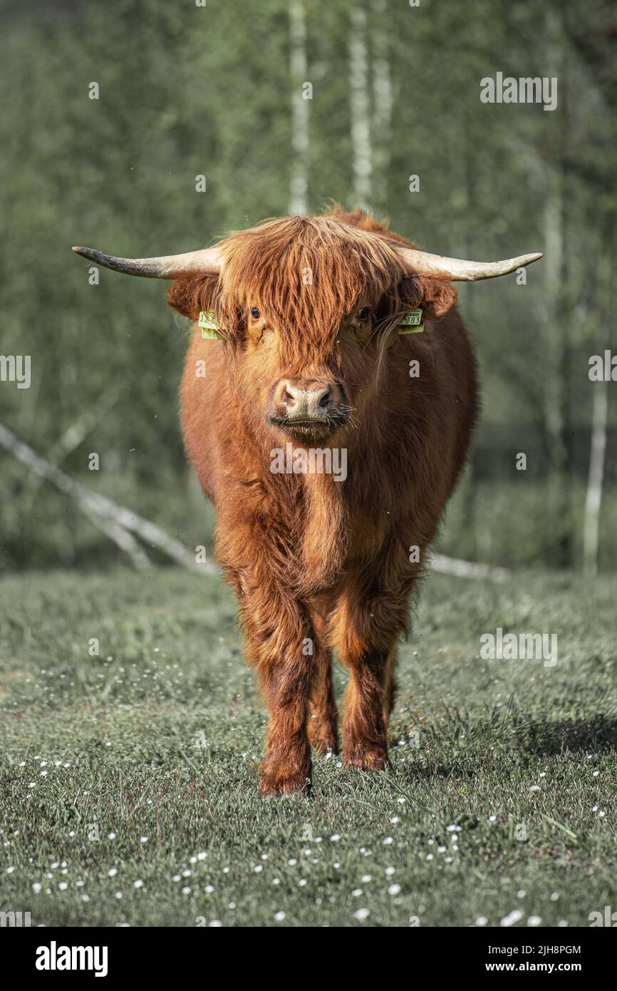 Eine vertikale Nahaufnahme eines braunen Hochlandrindes auf dem Gras Stockfoto