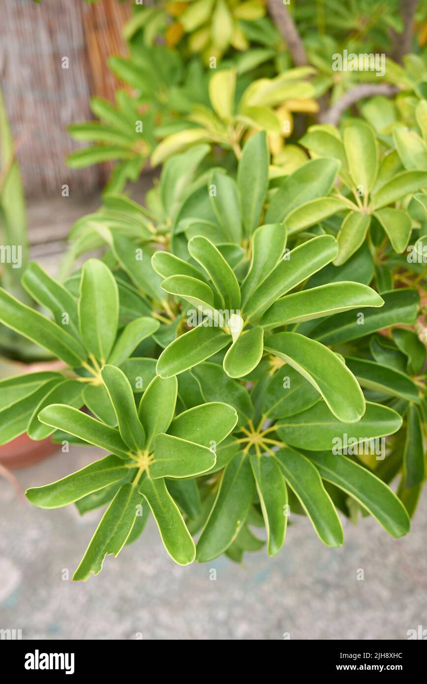 Schefflera actinophylla Blätter aus nächster Nähe Stockfoto