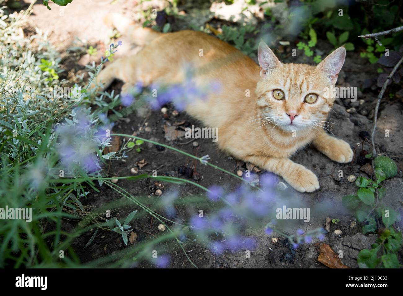 Rote Katze ruht im Garten. Zwischen wunderschönen Pflanzen. Happy PET Life Konzept. Stockfoto