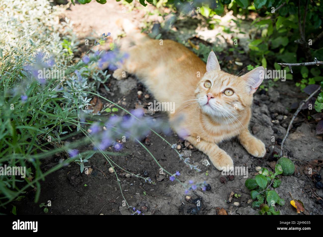 Rote Katze ruht im Garten. Zwischen wunderschönen Pflanzen. Happy PET Life Konzept. Stockfoto