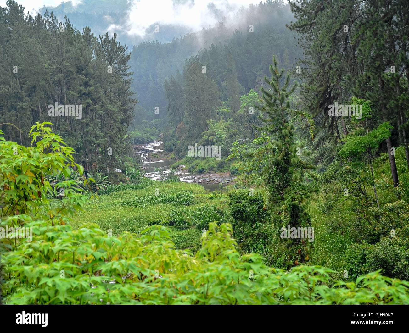 Waldgebiet zwischen Badulla und Colombo Eisenbahnlinie Stockfoto